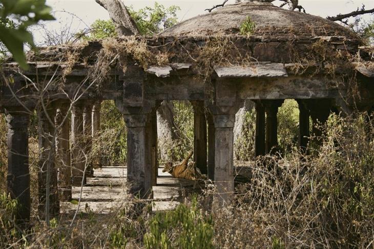 Tiger photos: A tiger in ruins