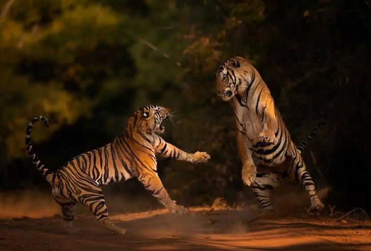 Fotos de tigres: tigres brigando