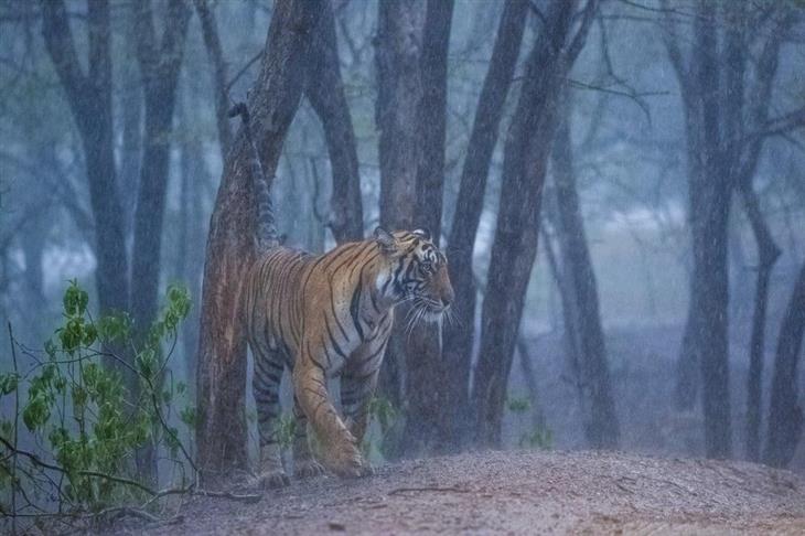 Tiger photos: A tiger walking in a forest