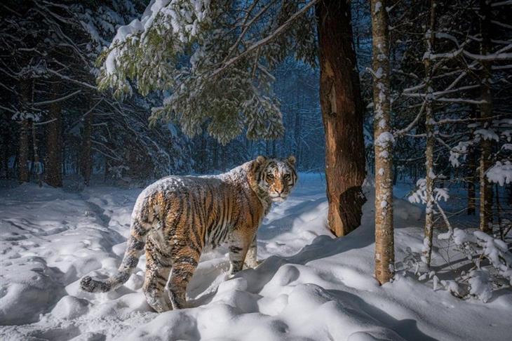 Tiger photos: A tiger in the snow