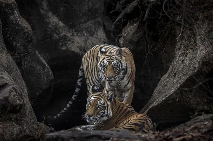 Tiger photos: Tigers in a forest