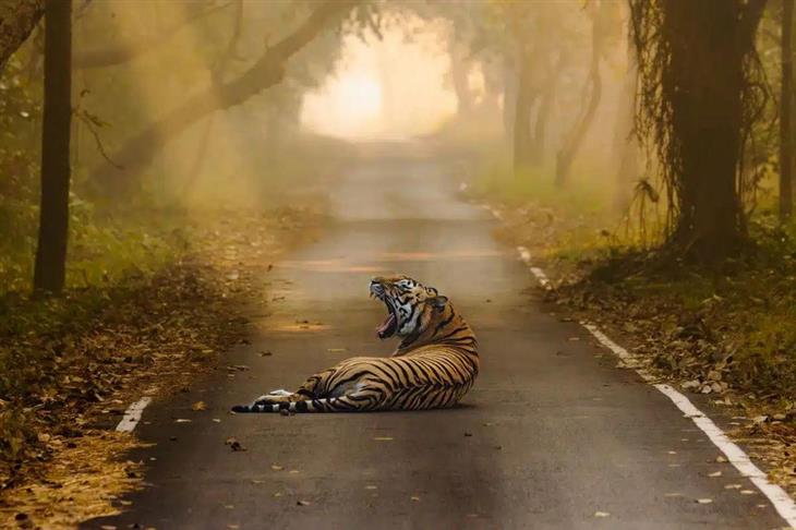 Tiger photos: A tiger lying on a road