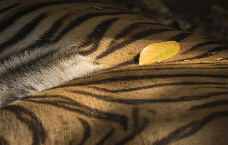 Fotos de tigres: uma folha no corpo de um tigre