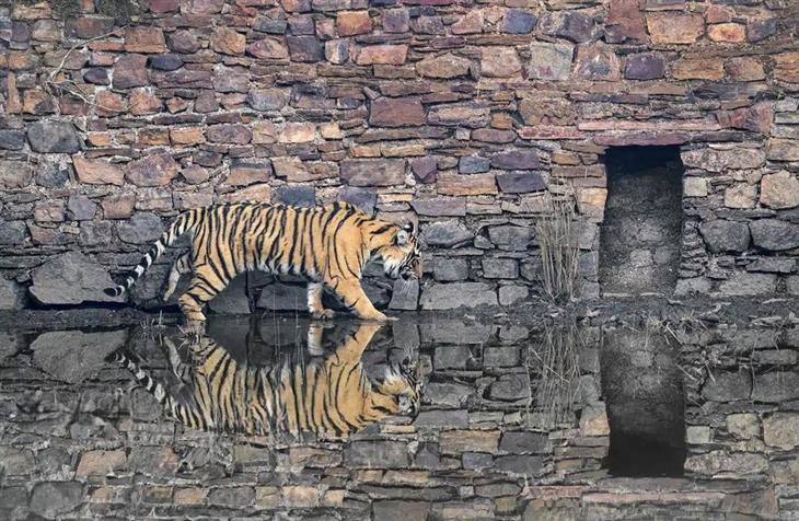 Tiger photos: A tiger walking over a puddle