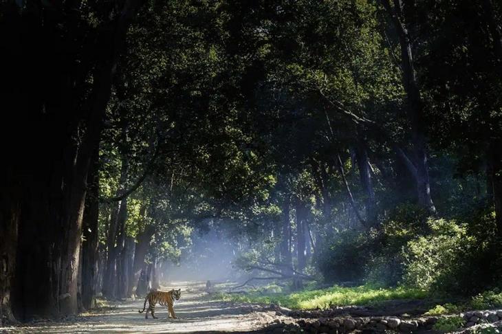 Tiger photos: A tiger on a forest trail