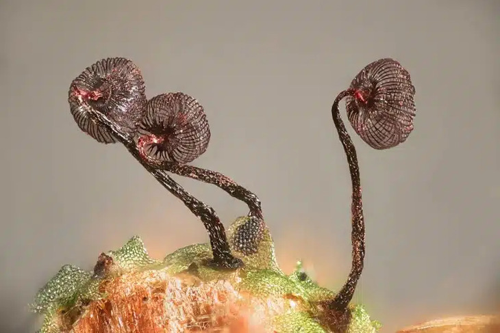 Nikon's Small World Contest