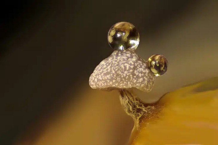 Nikon's Small World Contest