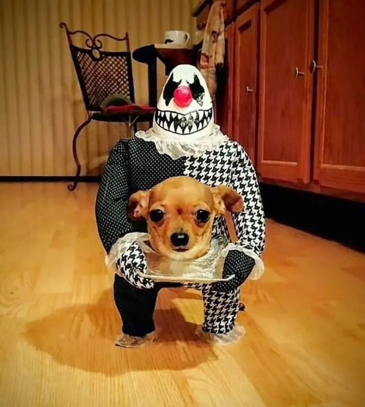 Dog Costumes for Halloween 2024