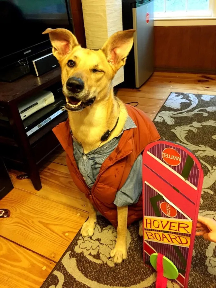 Dog Costumes for Halloween 2024