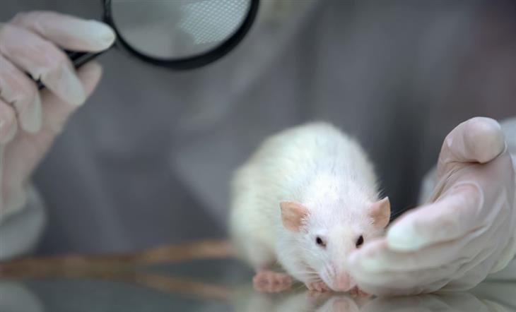 The connection between chronic pain and alcohol consumption: Researcher looking at a rat through a magnifying glass