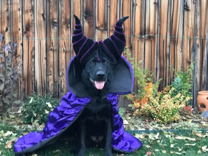 Dog Costumes for Halloween 2024