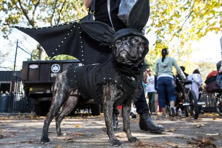 Dog Costumes for Halloween 2024