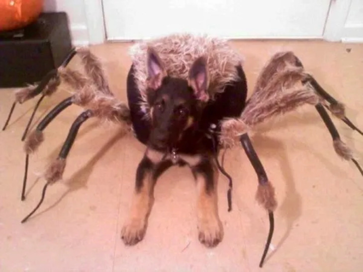 Dog Costumes for Halloween 2024