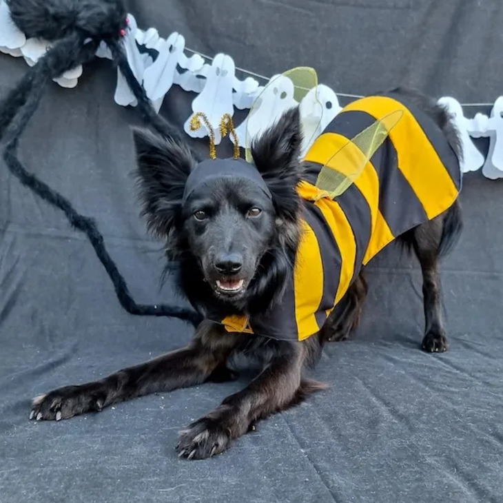 Dog Costumes for Halloween 2024