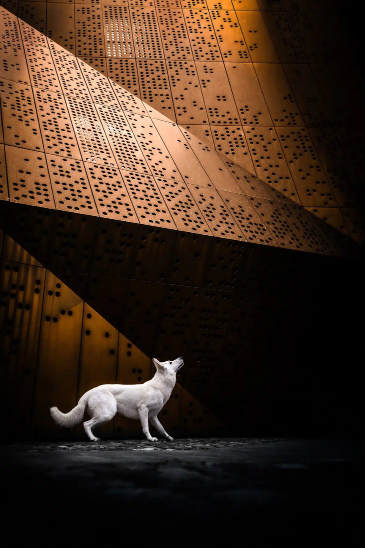 2024 Dog Photography Awards Winners