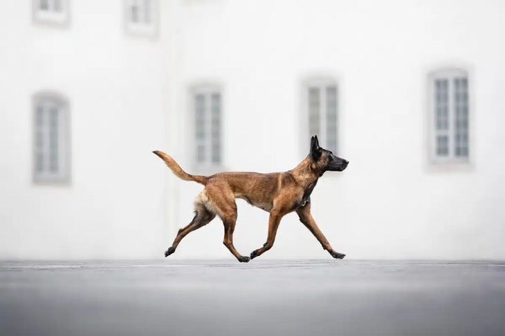 2024 Dog Photography Awards Winners