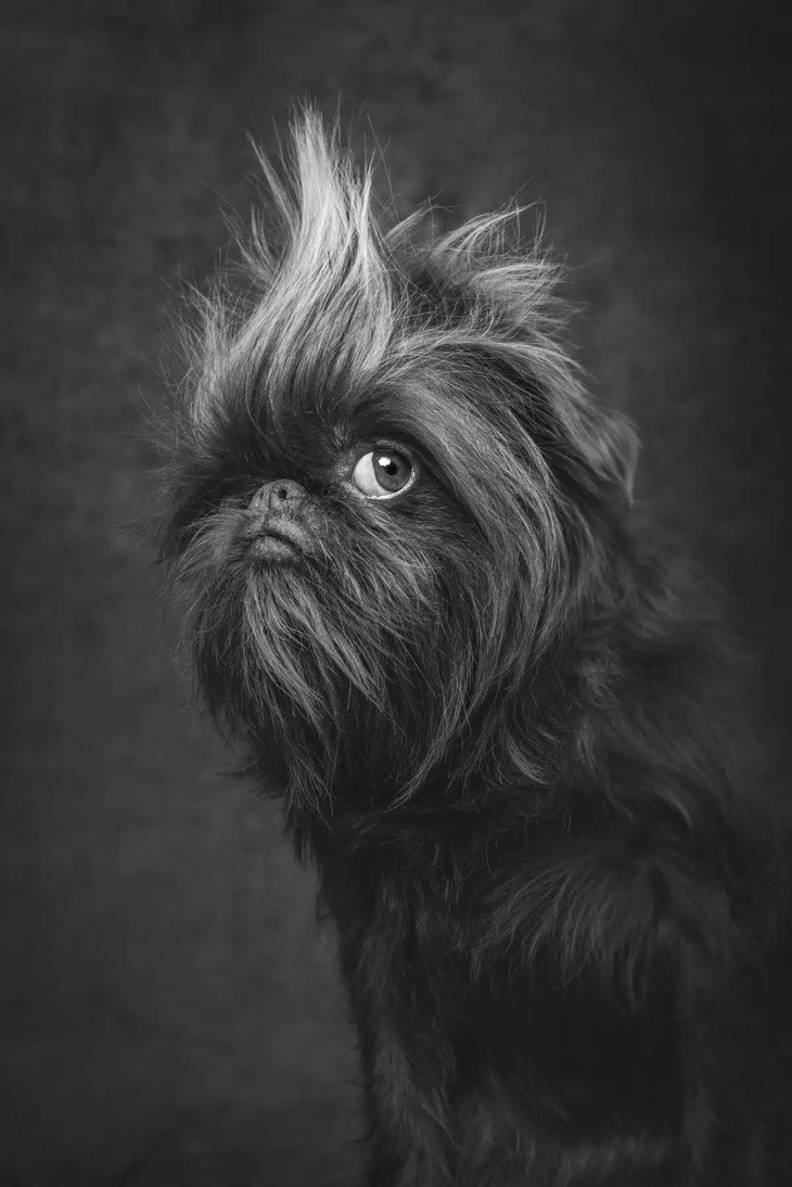 2024 Dog Photography Awards Winners