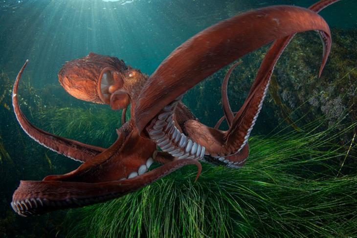 2024 Ocean Photographer competition photos: giant Pacific octopus