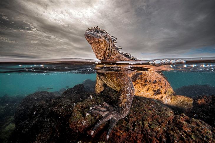 2024 Ocean Photographer competition photos: marine iguana peeking above the water