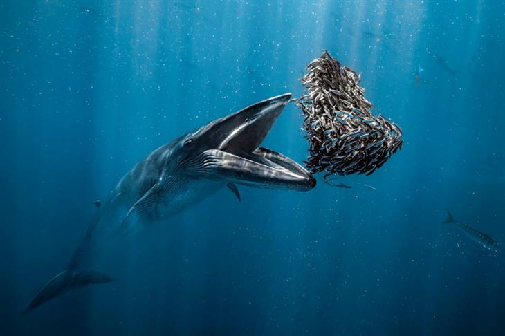 2024 Ocean Photographer competition photos: Bryde's whale opening mouth to eat sardines