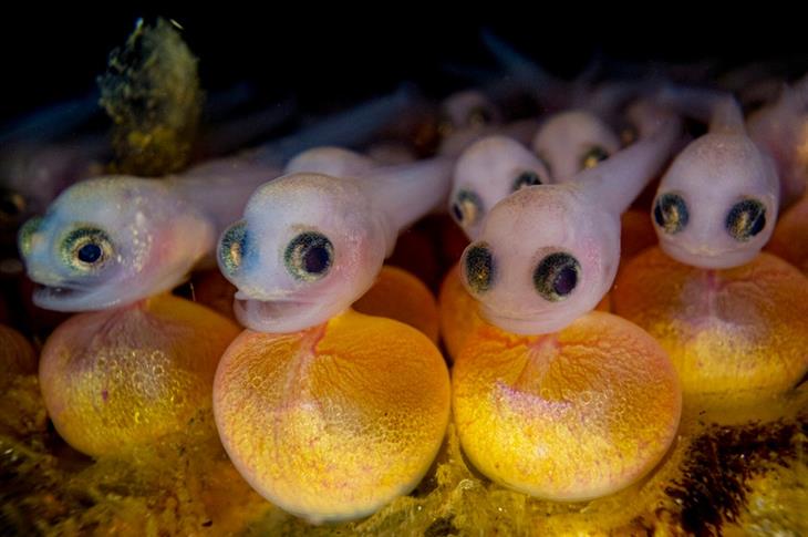 2024 Ocean Photographer competition photos: frogfish still attached to their yolk sac