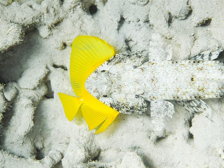 2024 Ocean Photographer competition photos: lizardfish camouflaged with prey in its mouth