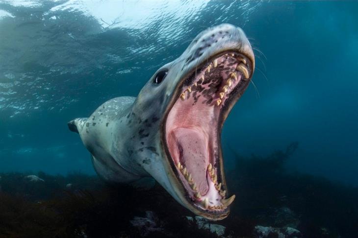 2024 Ocean Photographer competition photos: leopard seal opening its mouth