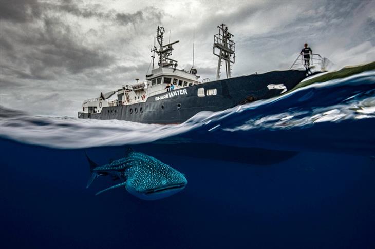 2024 Ocean Photographer competition photos: whale shark swimming alongside a boat