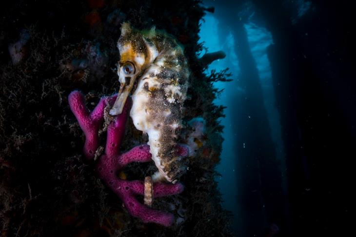 2024 Ocean Photographer competition photos: rare white seahorse