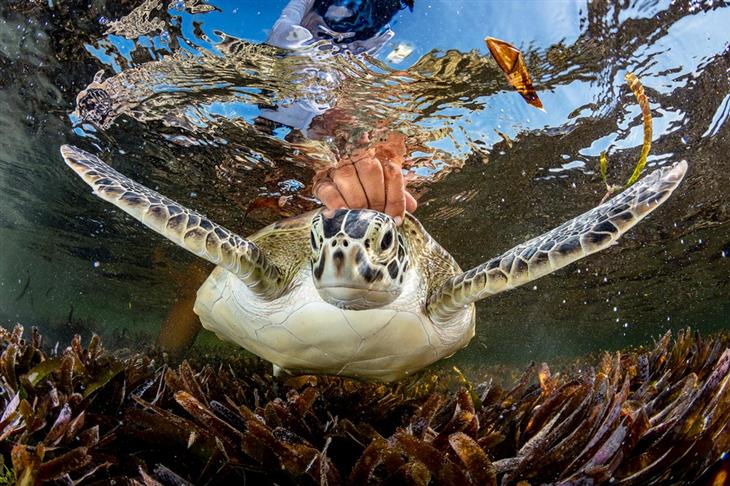 2024 Ocean Photographer competition photos: green sea turtle