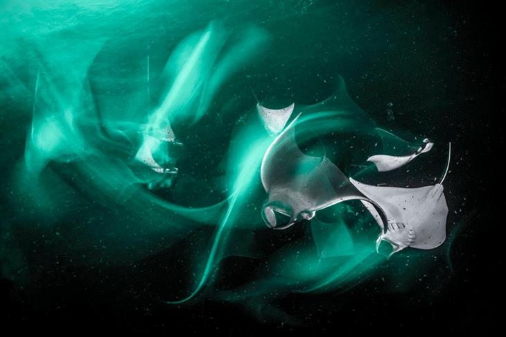 2024 Ocean Photographer competition photos: bentfin devil rays