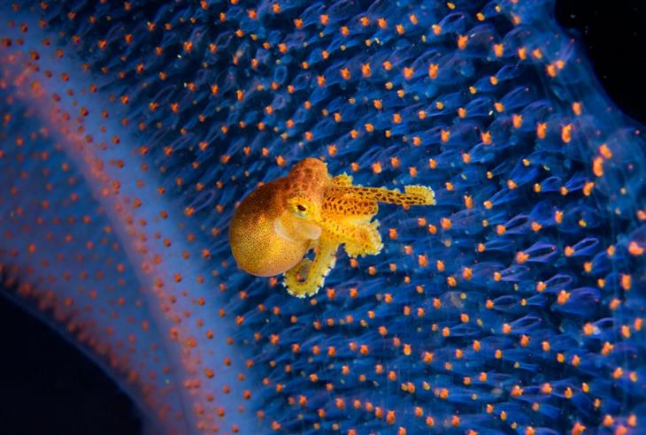 2024 Ocean Photographer competition photos: venomous ocellated octopus