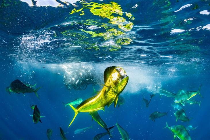 2024 Ocean Photographer competition photos: blue-striped grunt with prey in its mouth