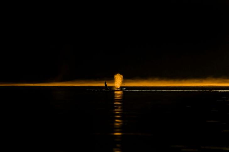 2024 Ocean Photographer competition photos: killer whale releasing a stream of water