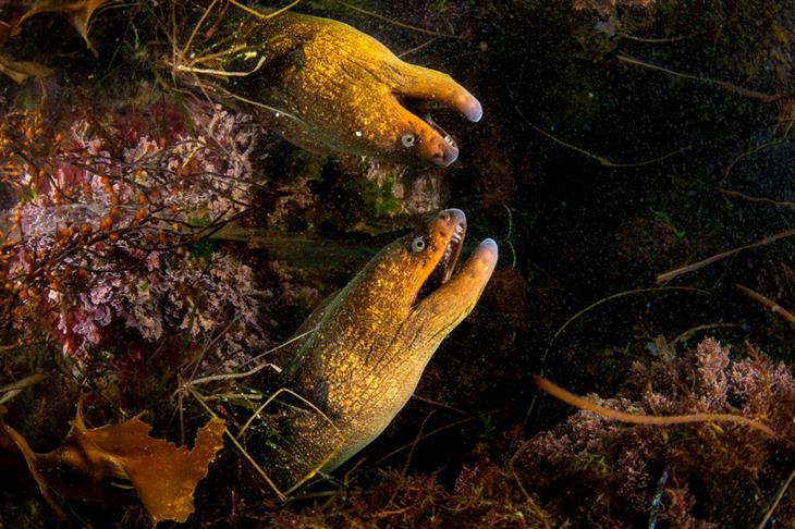 2024 Ocean Photographer competition photos: eel and its reflection