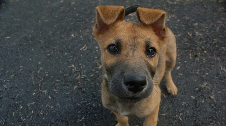 Signs your dog loves you: Dog looking at the camera