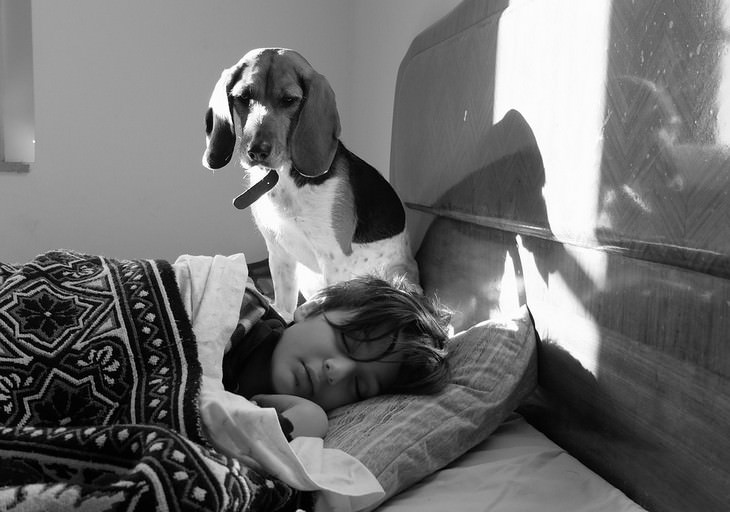 Signs your dog loves you: Dog standing on a bed looking at his sleeping owner