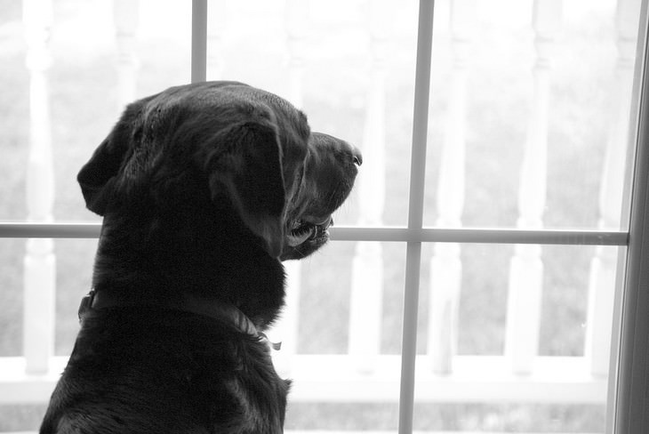 Signs your dog loves you: Dog looking out the window