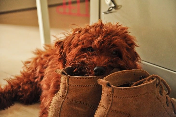 Signs your dog loves you: Dog biting a shoe