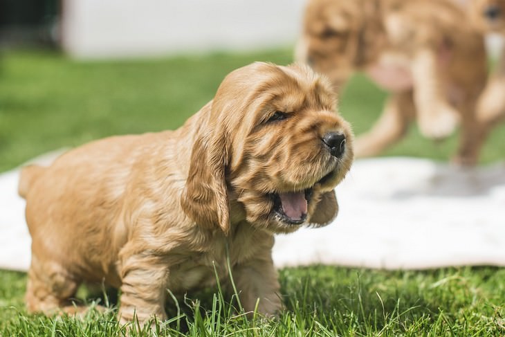 Signs your dog loves you: Puppy yawning