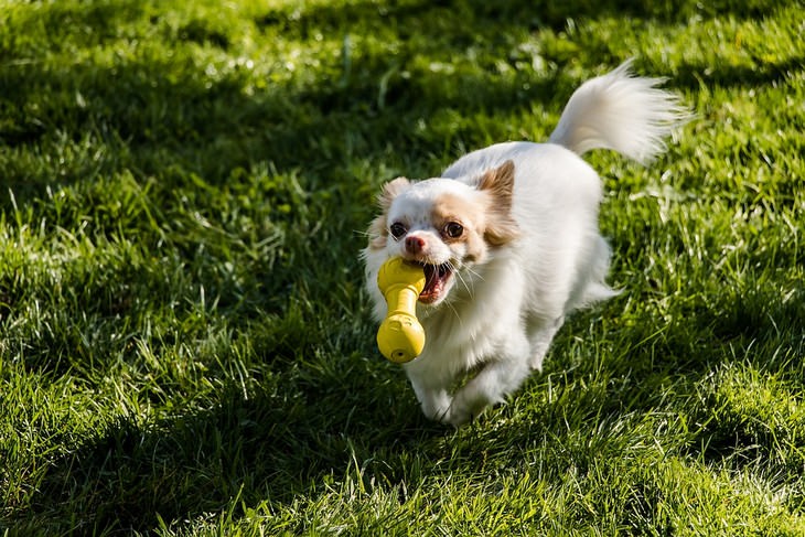 Signs your dog loves you: Dog running on grass with a toy in his mouth