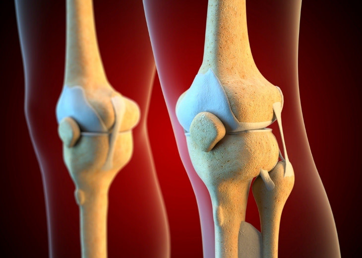 Benefits of Salicornia: Illustration of a Human Bone