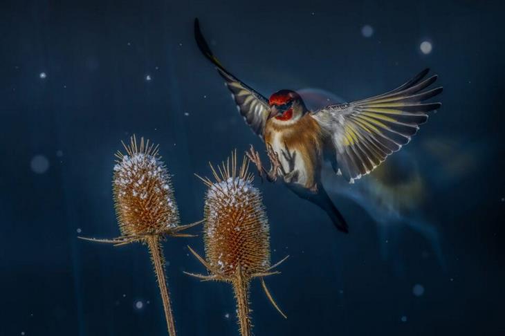 Amazing Bird Photos: 