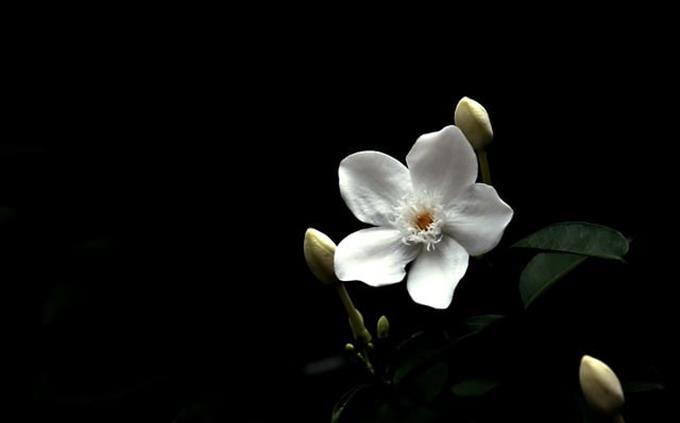 Flowers and romance test: white flower