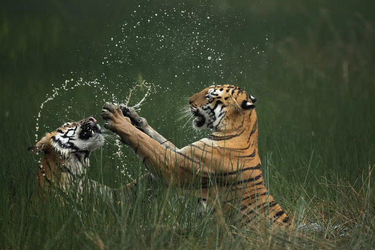 Award-Winning Nature Photos 