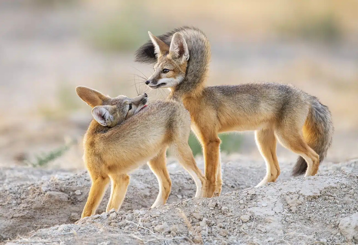 Award-Winning Nature Photos 