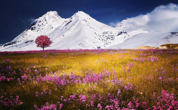 A test of flowers and romance: a field at the foot of Mt