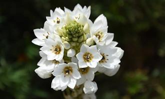 Flowers and romance test: white flower