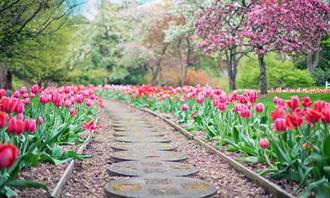 Flowers and romance test: a floral path in the park