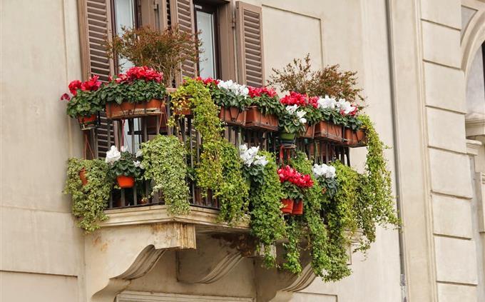 A test of flowers and romance: a planter on a window